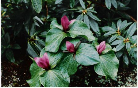 Trillium chloropetalum RED